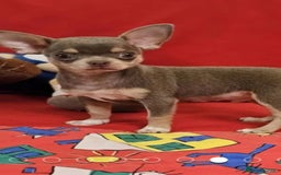 Chihuahua dogs for sale: Chihuahua chelate puppy - Image 4