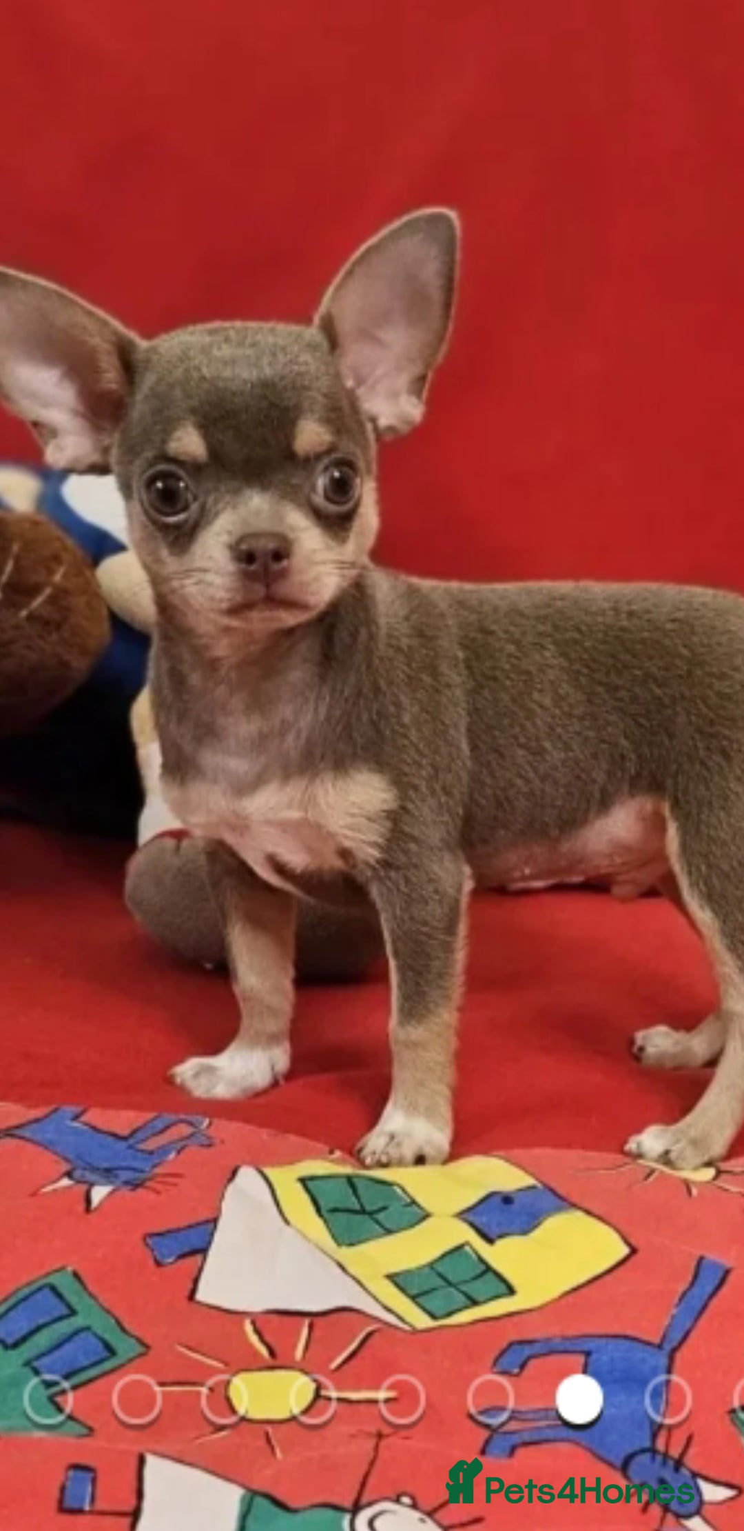 Chihuahua dogs for sale: Chihuahua chelate puppy - Image 4