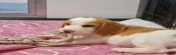 Beagle dogs for sale: READY NOW ROYAL KENNEL CLUB REG BEAGLE PUPPIES - Advert 1