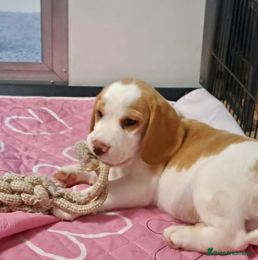 Beagle dogs for sale: READY NOW ROYAL KENNEL CLUB REG BEAGLE PUPPIES - Advert 1
