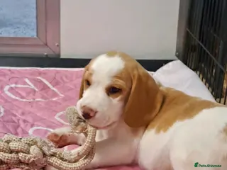 Beagle dogs READY NOW ROYAL KENNEL CLUB REG BEAGLE PUPPIES - Advert 1