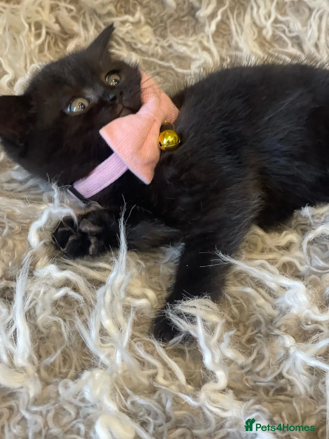 British Shorthair cats for sale: GORGEOUS CHOCOLATE BROWN BRITISH SHORTHAIR  - Advert 2