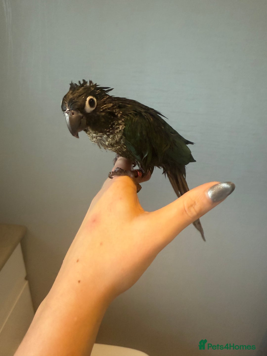Conures birds for sale: Green cheeked conure - Advert 6