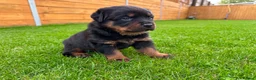 Rottweiler dogs for sale: KC Registered German Line Rottweiler Puppies 🐾🐾 - Advert 6