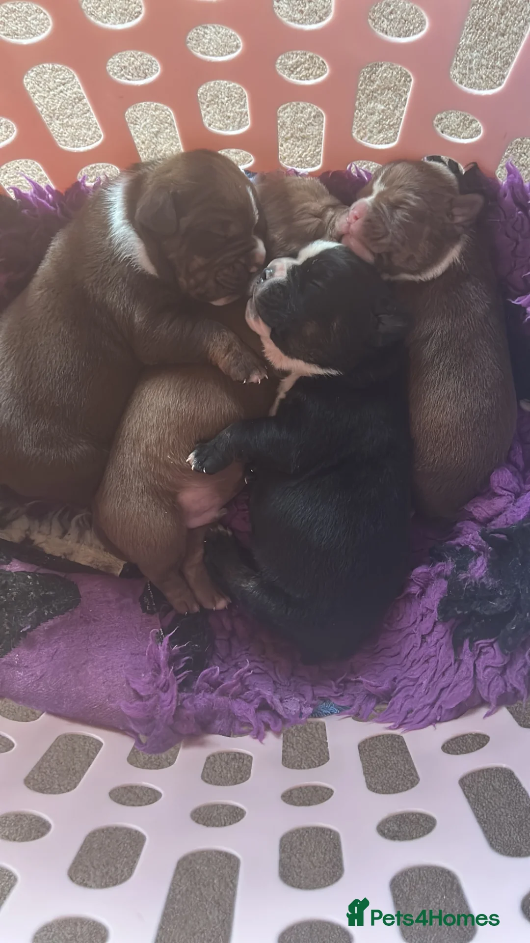 Olde English Bulldogge dogs for sale: Olde English bulldogs - Advert 17