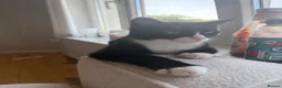 British Shorthair cats for sale: Male cat looking for forever home  - Advert 3