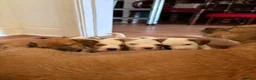 Mixed Breed dogs for sale: Border / Parson terrier mix puppies in Norwich - Advert 8