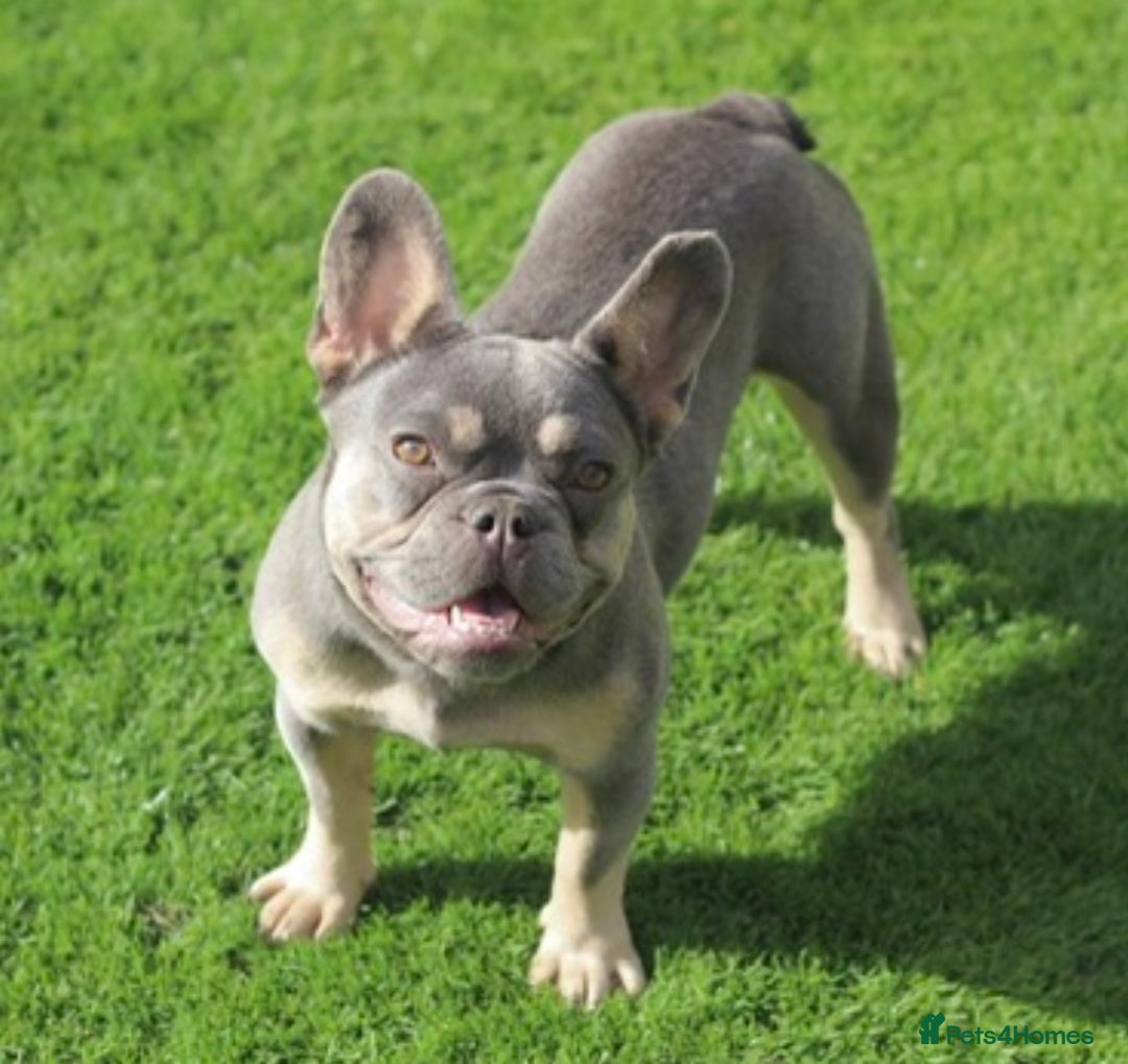 French Bulldog dogs for sale: 💞 Lilac & Tan French Bulldog - Advert 3