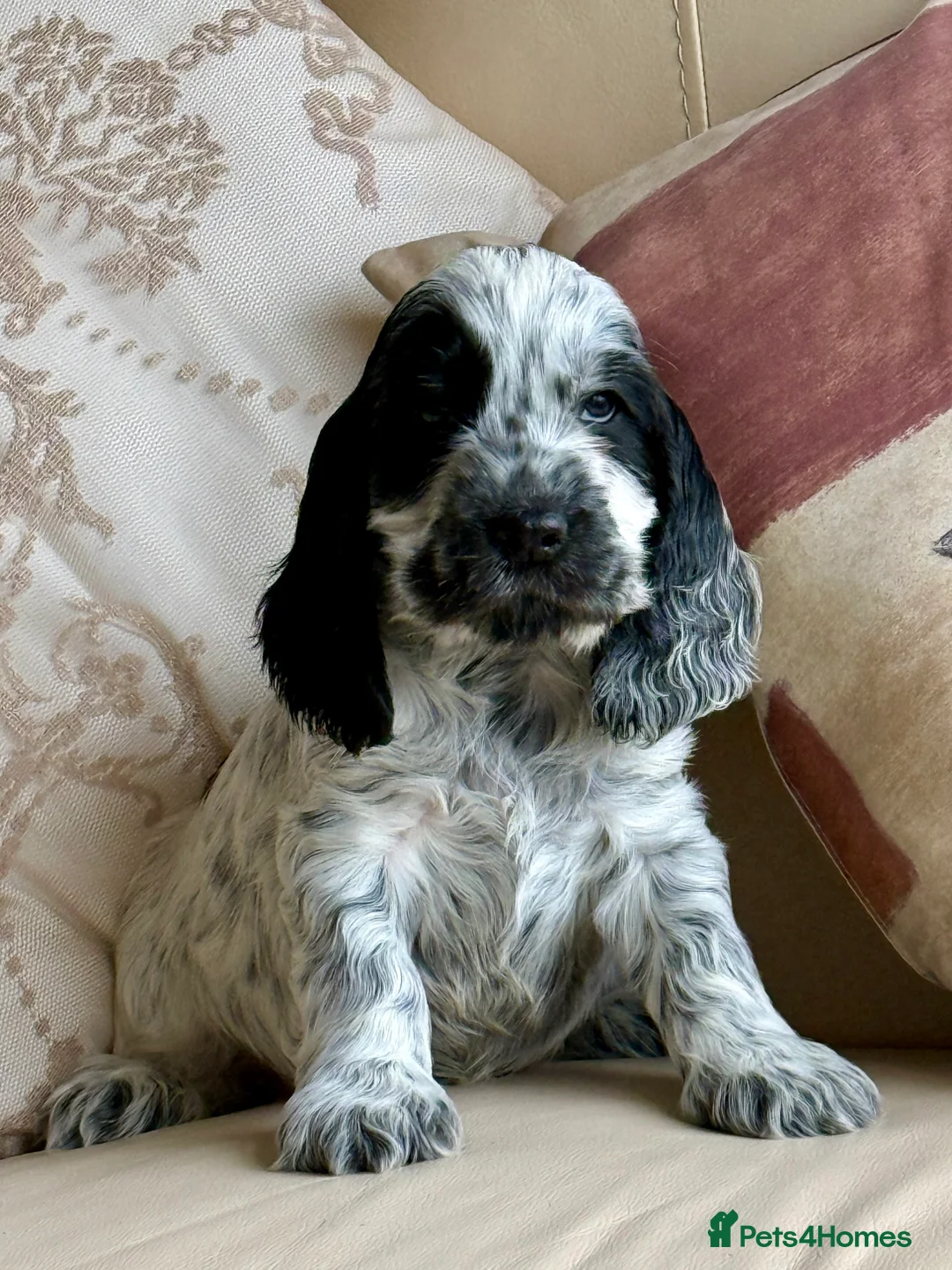 Cocker Spaniel dogs for sale: Exceptional Blue Roan Cocker Spaniel Puppies - Advert 3