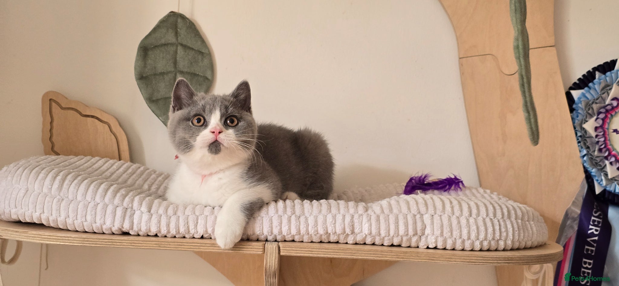 British Shorthair cats 💫 TICA registered British Shorthair Males - Advert 2