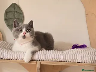 British Shorthair cats 💫 TICA registered British Shorthair Males - Advert 2