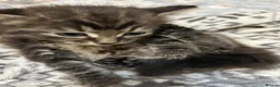 Mixed Breed cats for sale: 5 fluffy kittens looking for their forever homes  - Advert 10