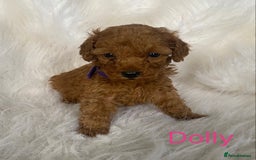 Miniature Poodle dogs for sale: Gorgeous Red Minature Poodles Puppies  - Image 10
