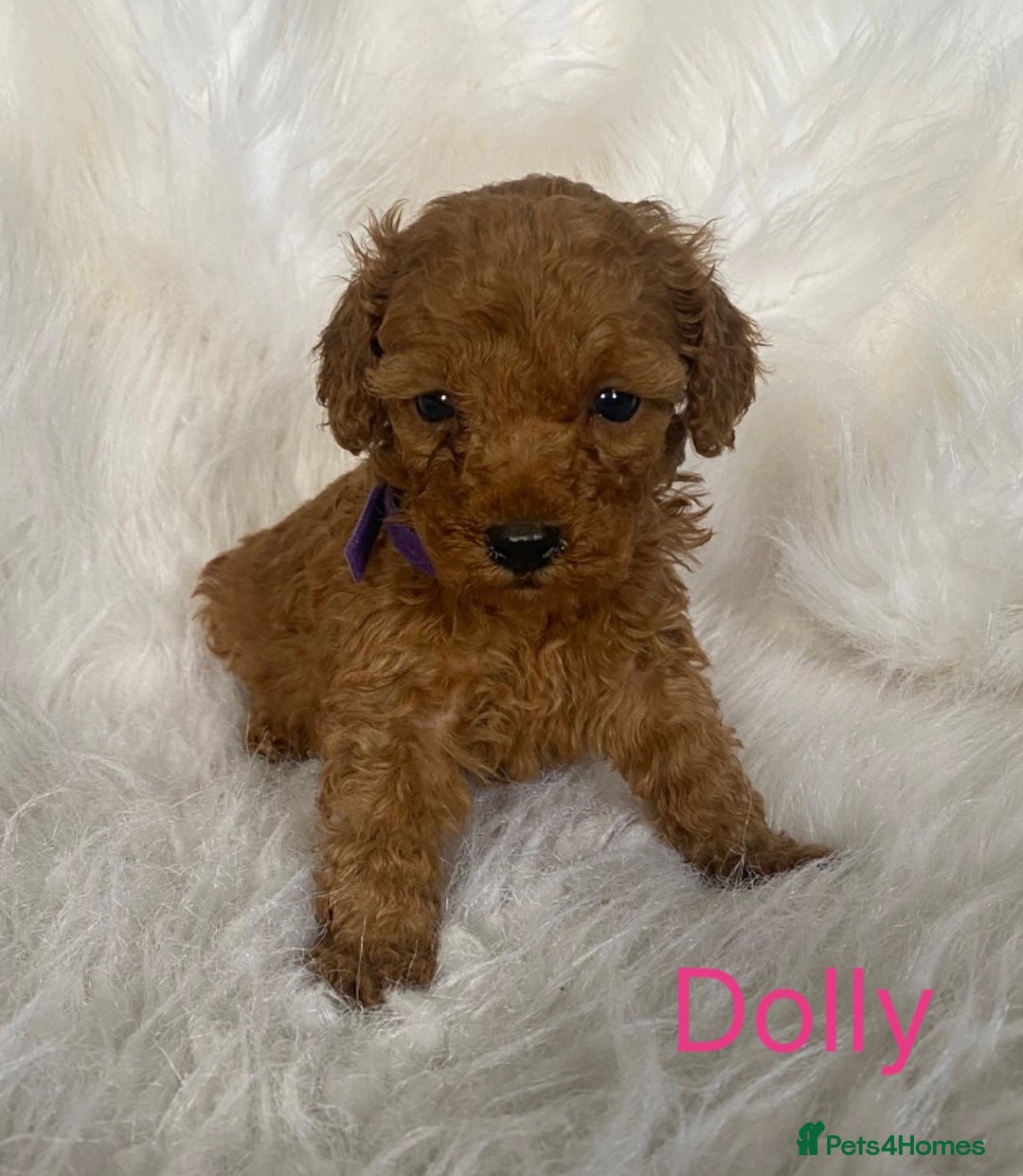 Miniature Poodle dogs for sale: Gorgeous Red Minature Poodles Puppies  - Image 10