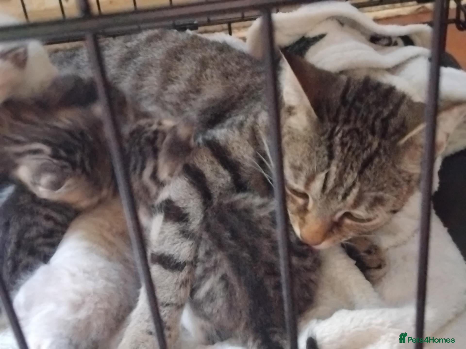 British Shorthair cats Kittens for sale  - Advert 2