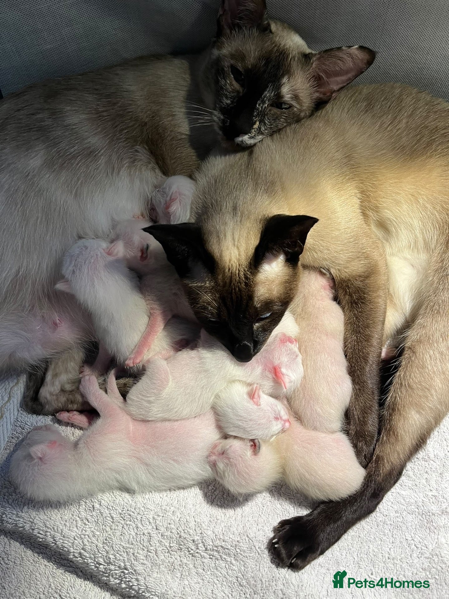 Siamese cats for sale: 🐾 Gorgeous Siamese Kittens 🐾 - Advert 1