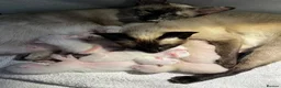 Siamese cats for sale: 🐾 Gorgeous Siamese Kittens 🐾 - Advert 1