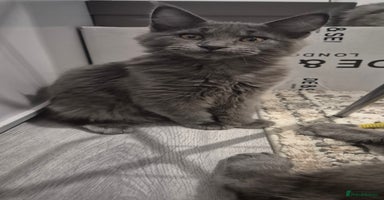 Maine Coon cats - Advert 11