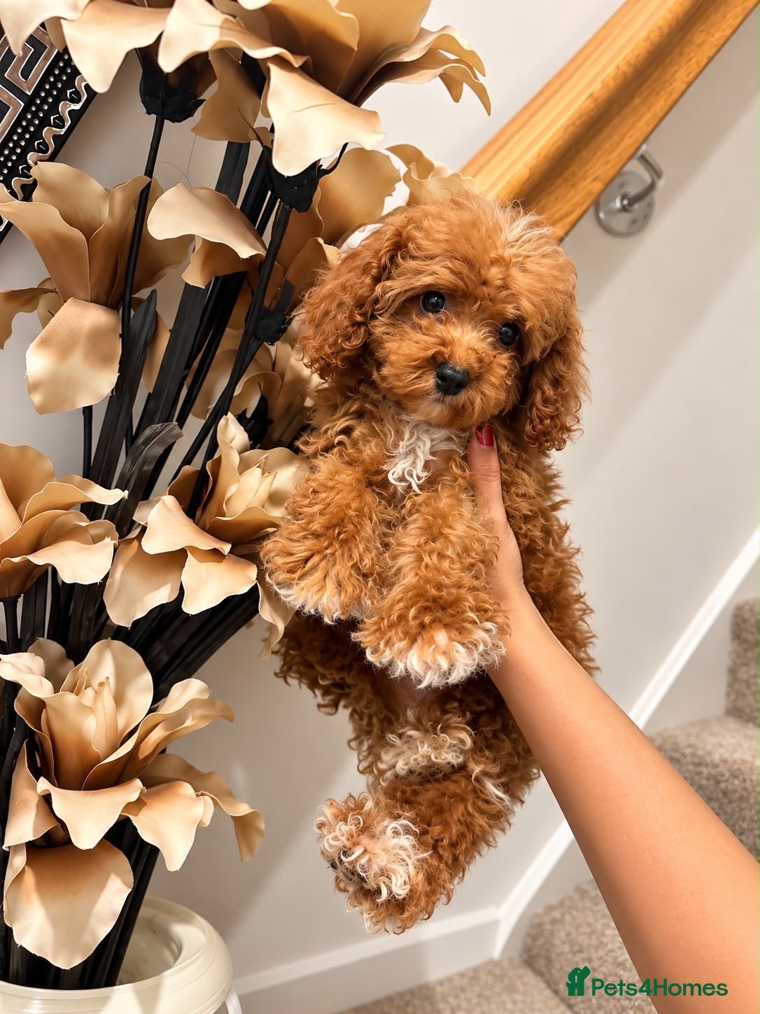 Maltipoo dogs  Lovely asian boy maltipoo  - Advert 4