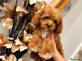 Maltipoo dogs Lovely asian boy maltipoo - Advert 4