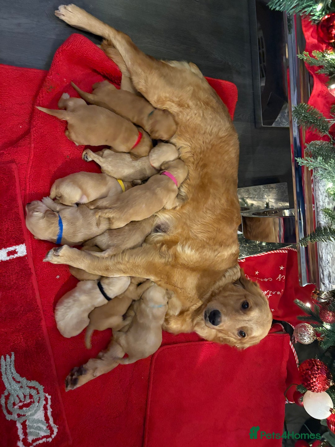 Golden Retriever dogs for sale: Adorable golden retriever puppies  - Advert 16