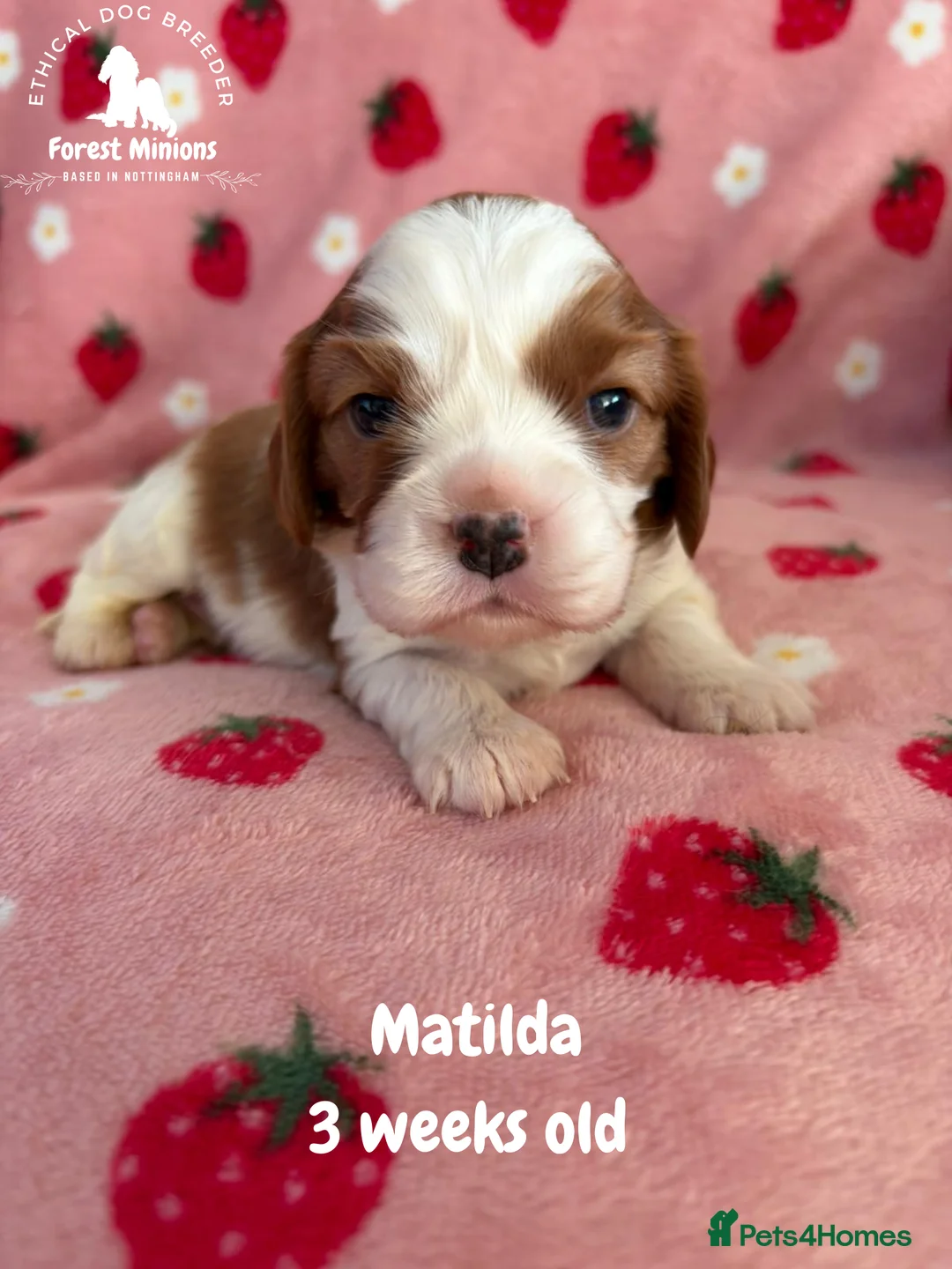 Cavalier King Charles Spaniel dogs for sale: Beautiful KC Cavalier King Charles Spaniel puppies - Advert 10