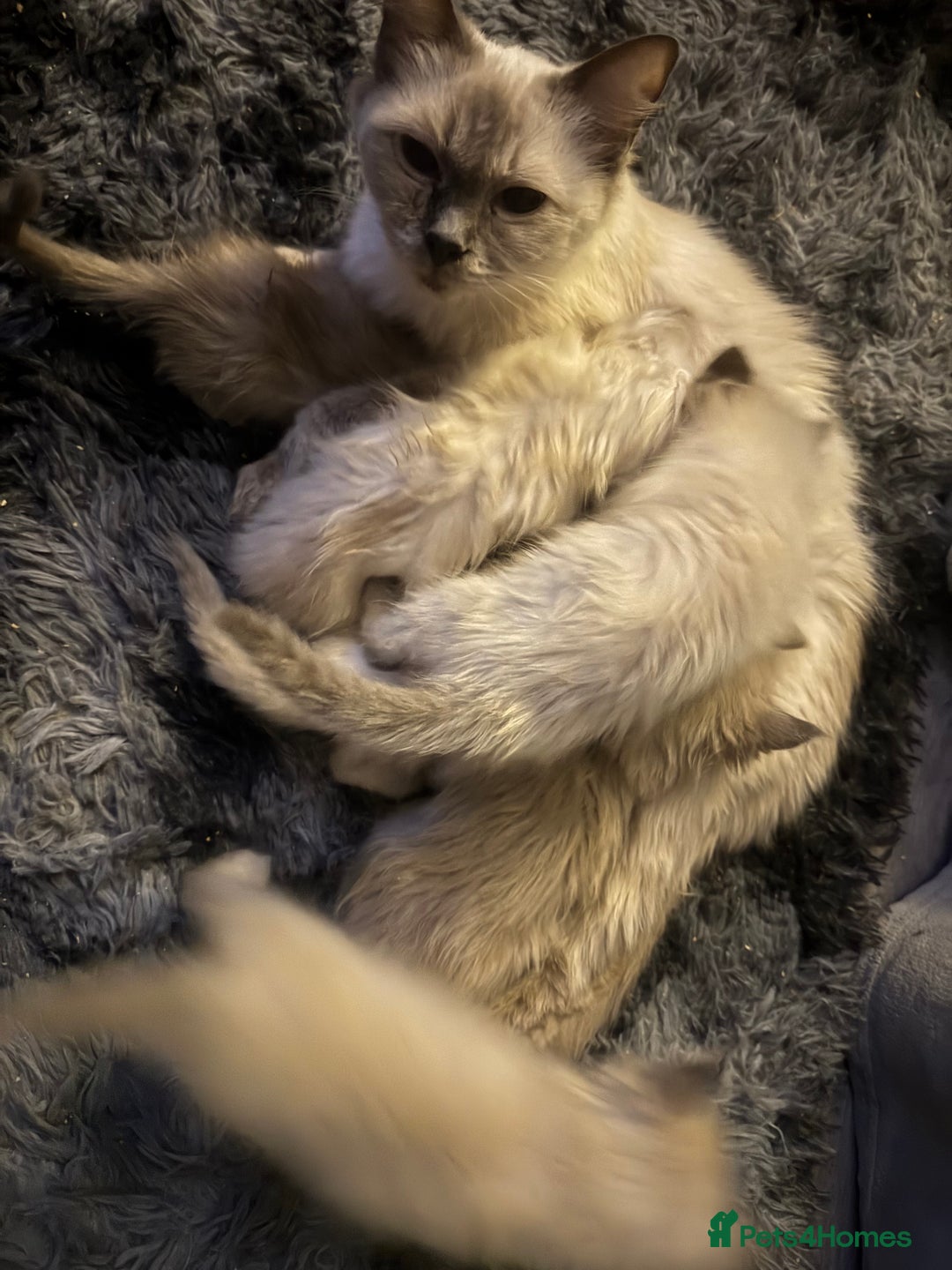 Ragdoll cats for sale: Ragdoll male kitten - Image 3