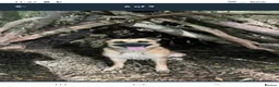Mixed Breed dogs for sale: Mabel – German Shepherd × Border Collie in Colchester - Advert 12