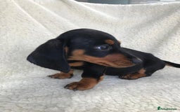 Dachshund dogs for sale: Dachshund puppies  - Image 17