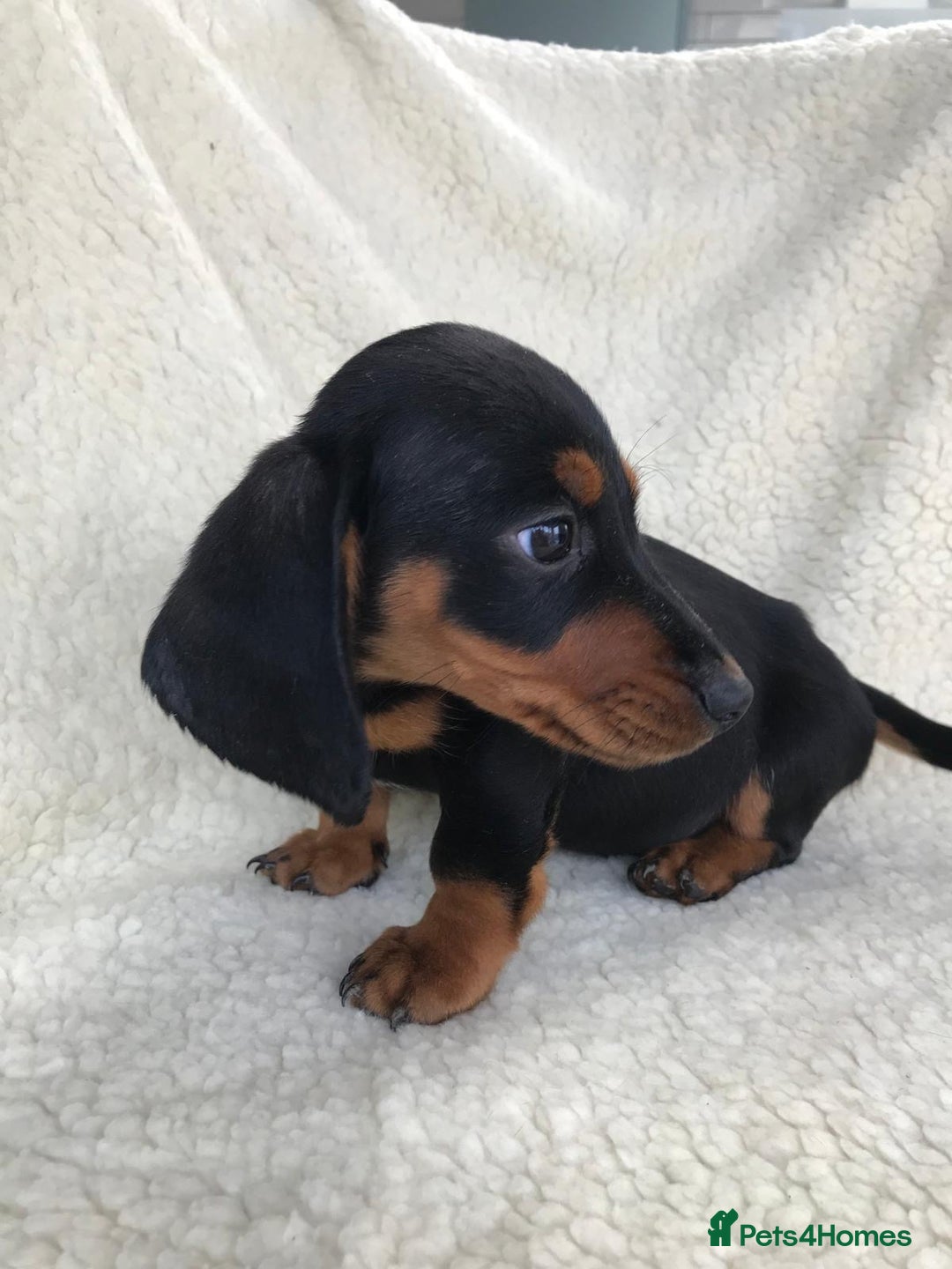 Dachshund dogs for sale: Dachshund puppies  - Image 17