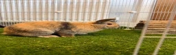 Mini Lop rabbits for sale: Mini lops  - Advert 4