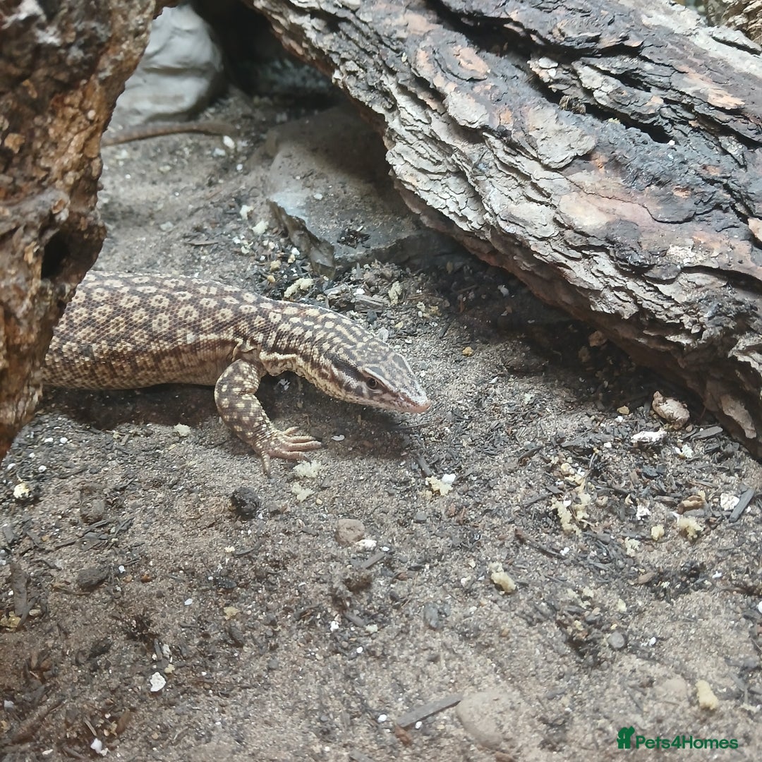 Monitor reptiles for sale: Yoshi the Akie monitor lizard - Advert 4