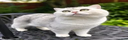 British Shorthair cats for stud: Superb quality NS12 for stud duties ONLY - Advert 4