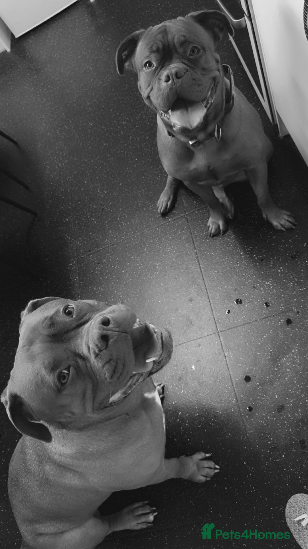 Dogue De Bordeaux dogs Beautiful 2 year old dogue de Bordeaux  - Advert 5