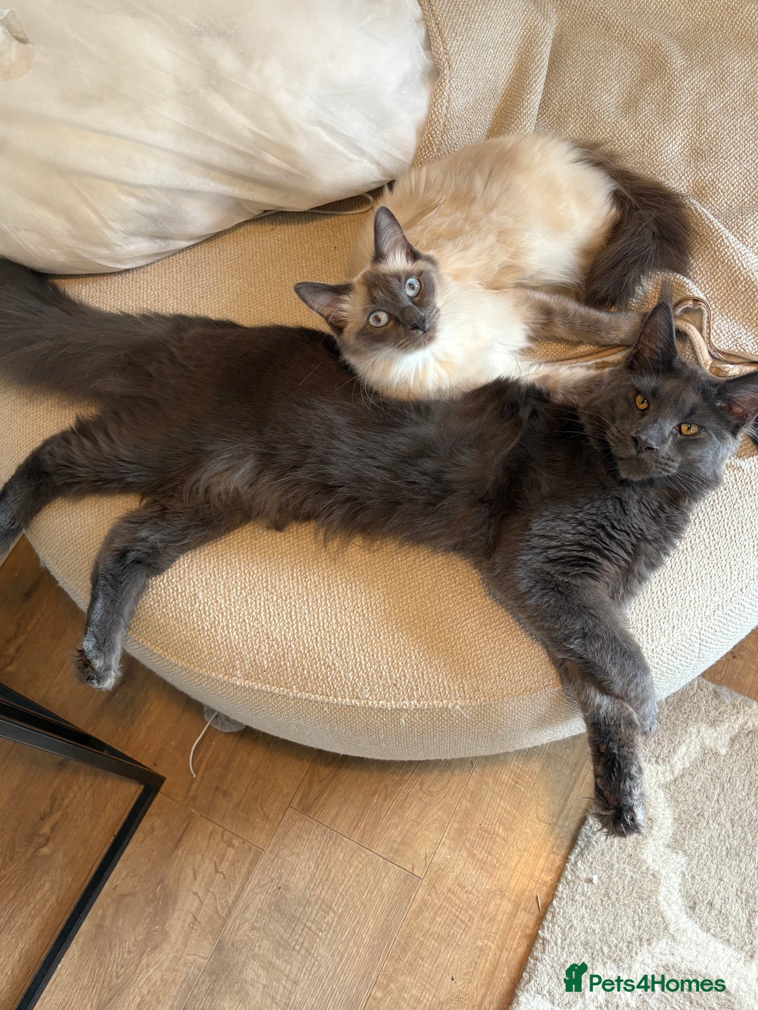 Ragcoon cats for sale: Last Female Ragcoon kitten - ready to leave - Advert 4