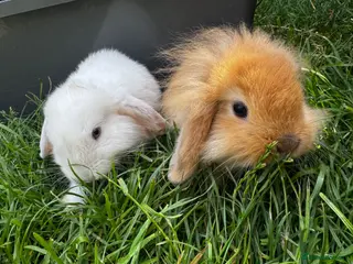 Mixed Breed rabbits Beautiful litter of 3 rabbits forever homes - Advert 1