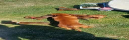 Dachshund dogs for sale: OUTSTANDING KC reg, smooth,standard dachshund  - Advert 7