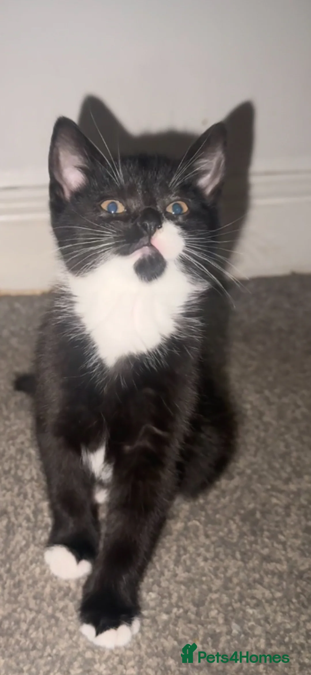 Mixed Breed cats for sale: Beautiful and super friendly mixed kittens - Advert 18