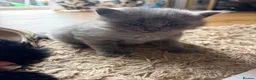 Mixed Breed cats for sale: Ready to leave - Maine coon cross boy  - Advert 5