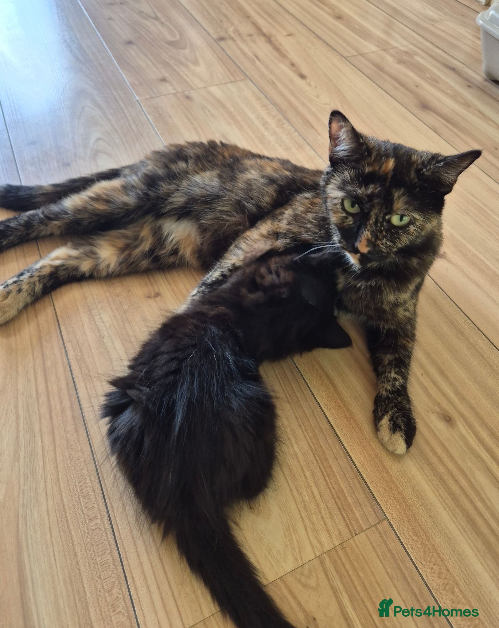 Mixed Breed cats 3 Beautiful Fluffy Black Kittens  - Advert 2