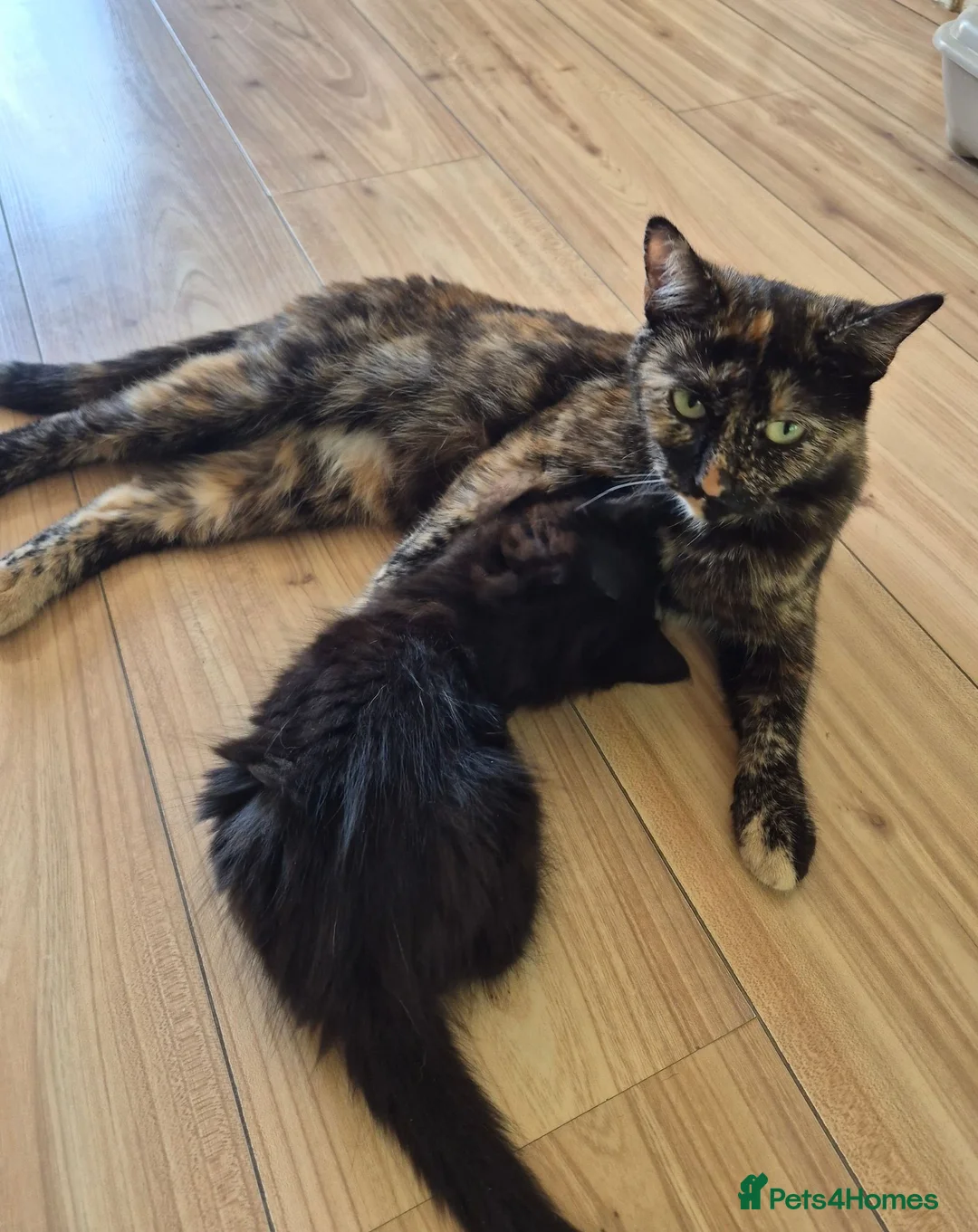 Mixed Breed cats for sale: 3 Beautiful Fluffy Black Kittens  - Advert 1