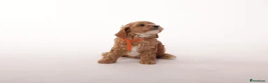 Cavapoo 5