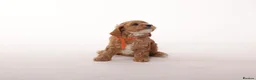 Cavapoo dogs for sale: Beautiful litter of f2 Cavapoo puppies  in Northwich - Advert 5