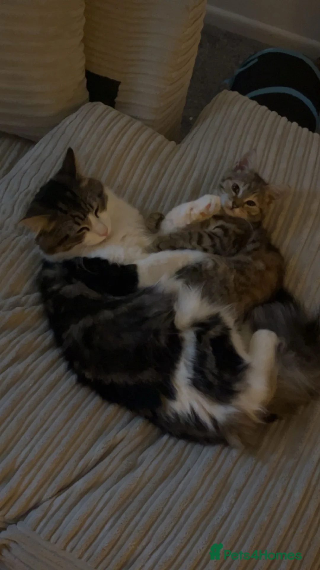 Mixed Breed cats for sale: Patch & bellatrix - Advert 1