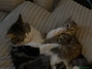 Mixed Breed cats Patch & bellatrix - Advert 1