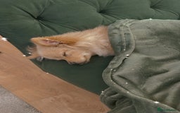 Pomeranian dogs for sale: Little girl - Image 1