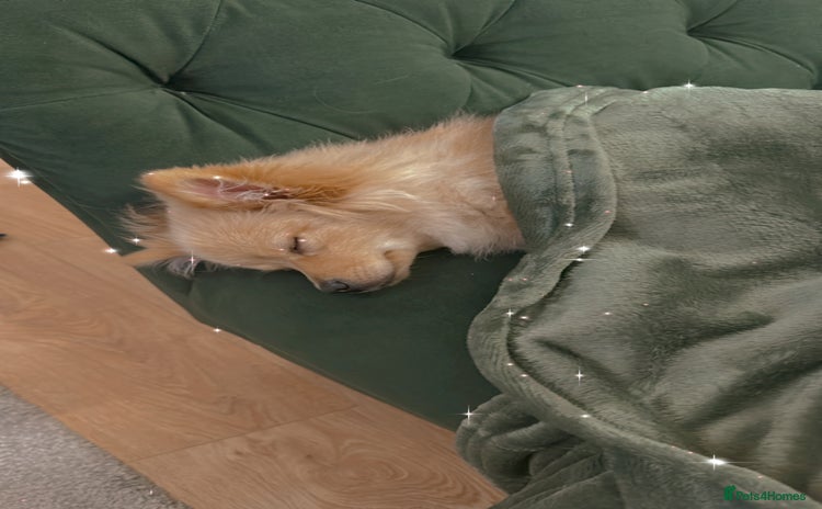 Pomeranian dogs - Advert 7