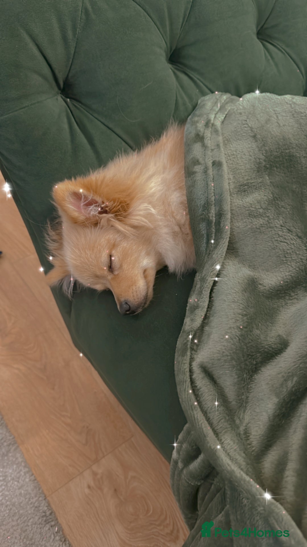 Pomeranian dogs for sale: Little girl - Image 1