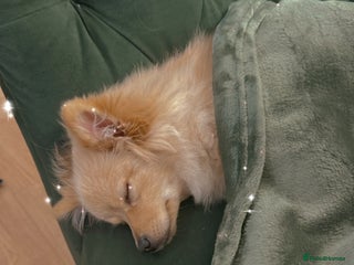 Pomeranian dogs - Advert 8