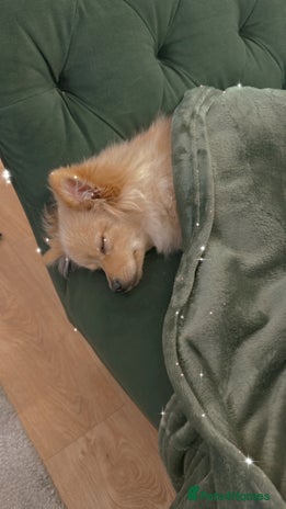 Pomeranian dogs - Advert 6